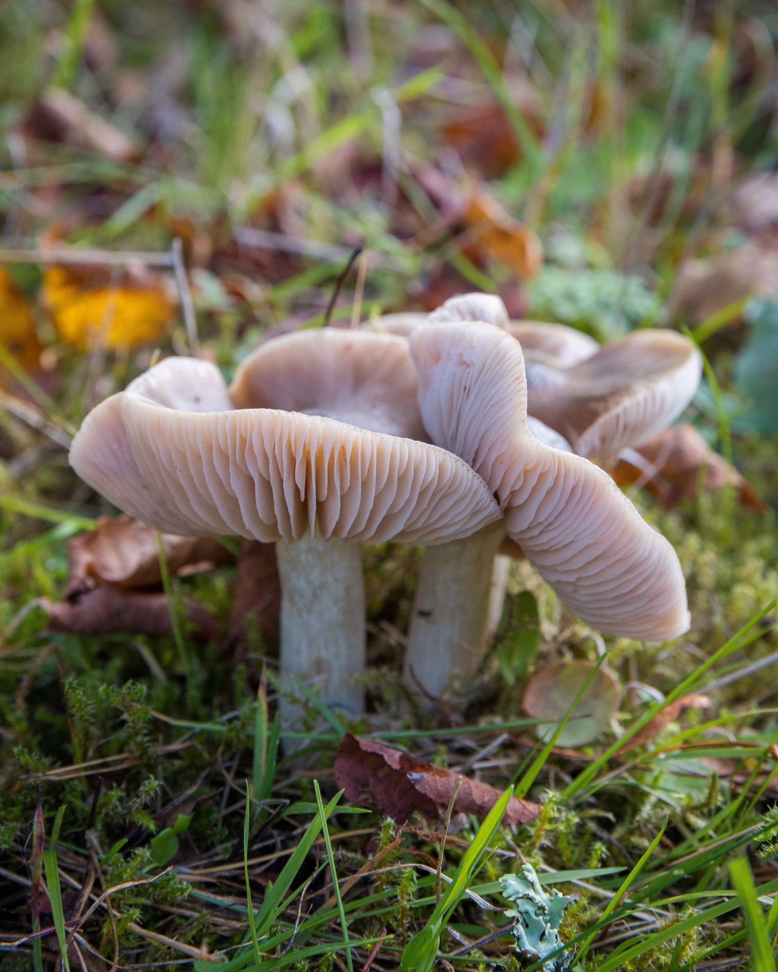Cuphophyllus colemannianus