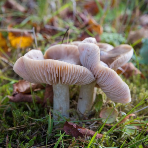 Cuphophyllus colemannianus