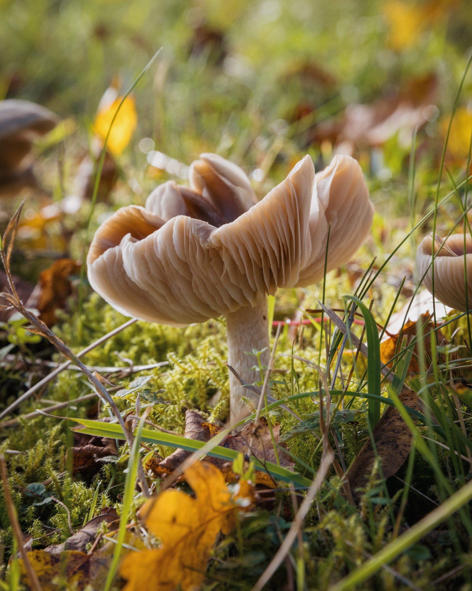 Cuphophyllus colemannianus