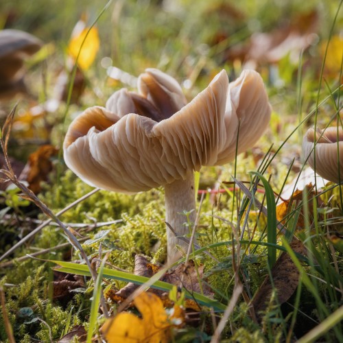 Cuphophyllus colemannianus