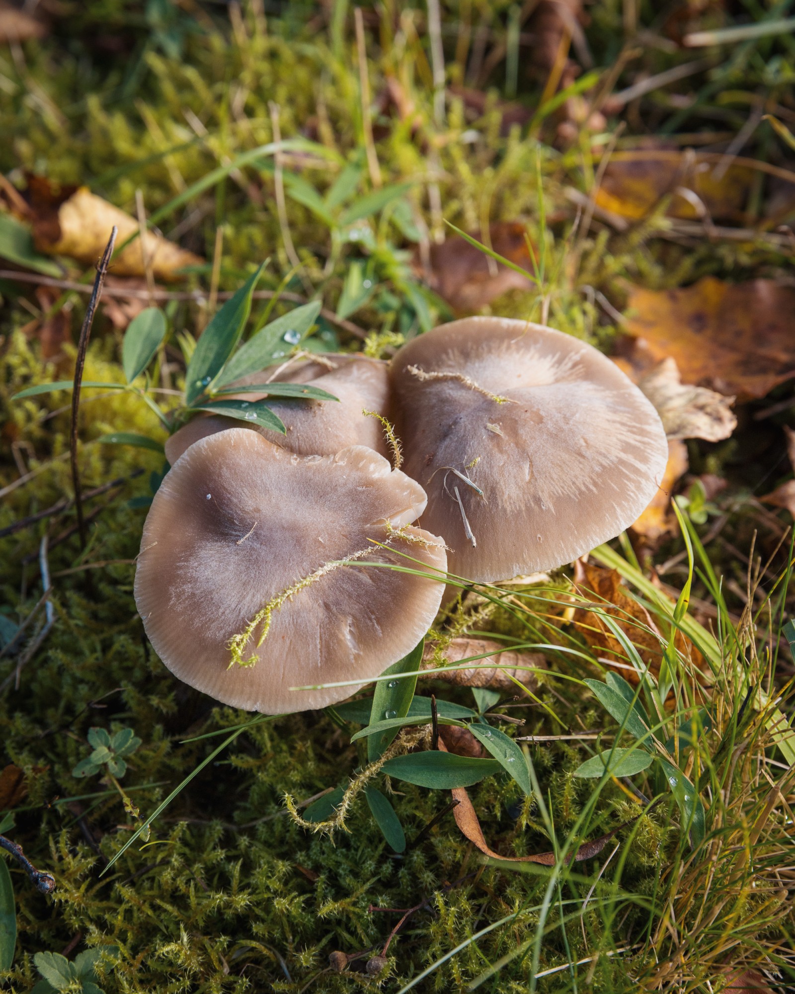 Cuphophyllus colemannianus