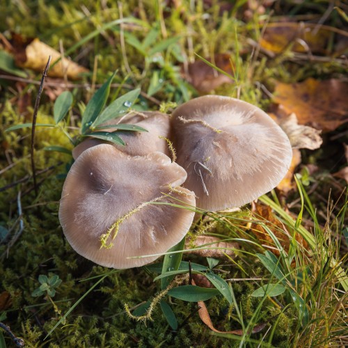 Cuphophyllus colemannianus