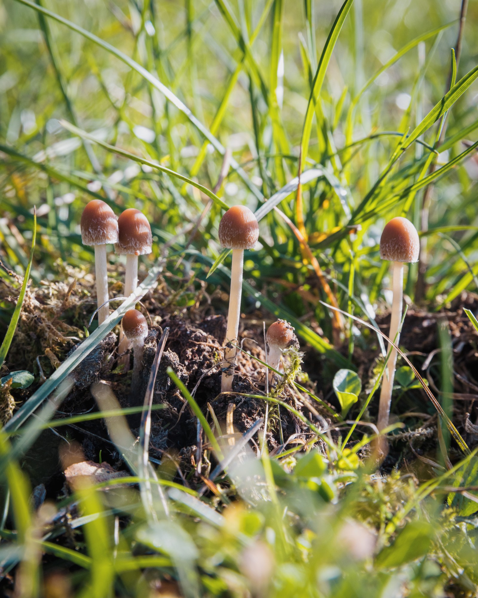 Psathyrella hirta