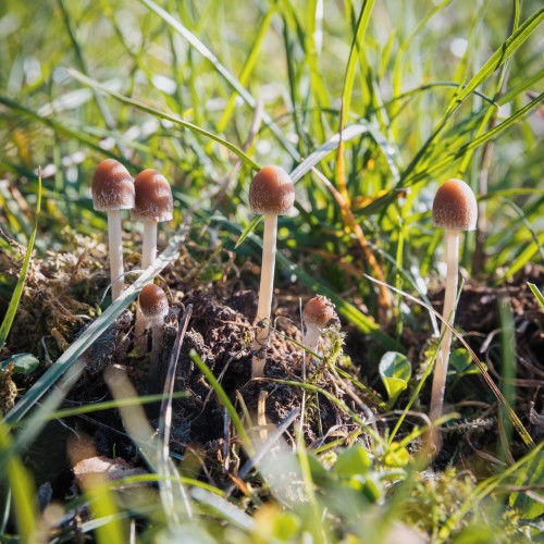 Psathyrella hirta