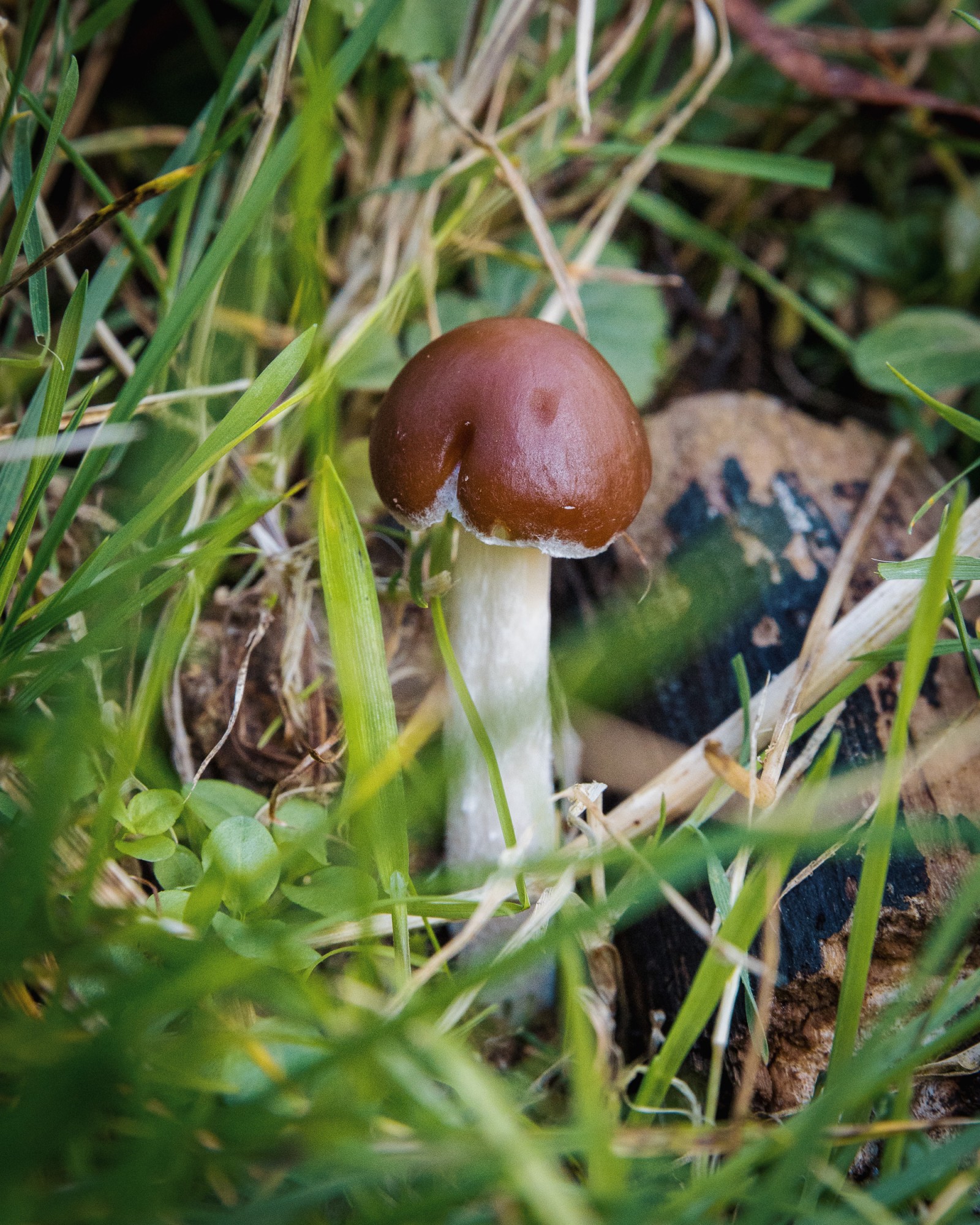 Psathyrella spadiceogrisea