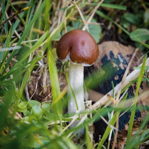 Psathyrella spadiceogrisea