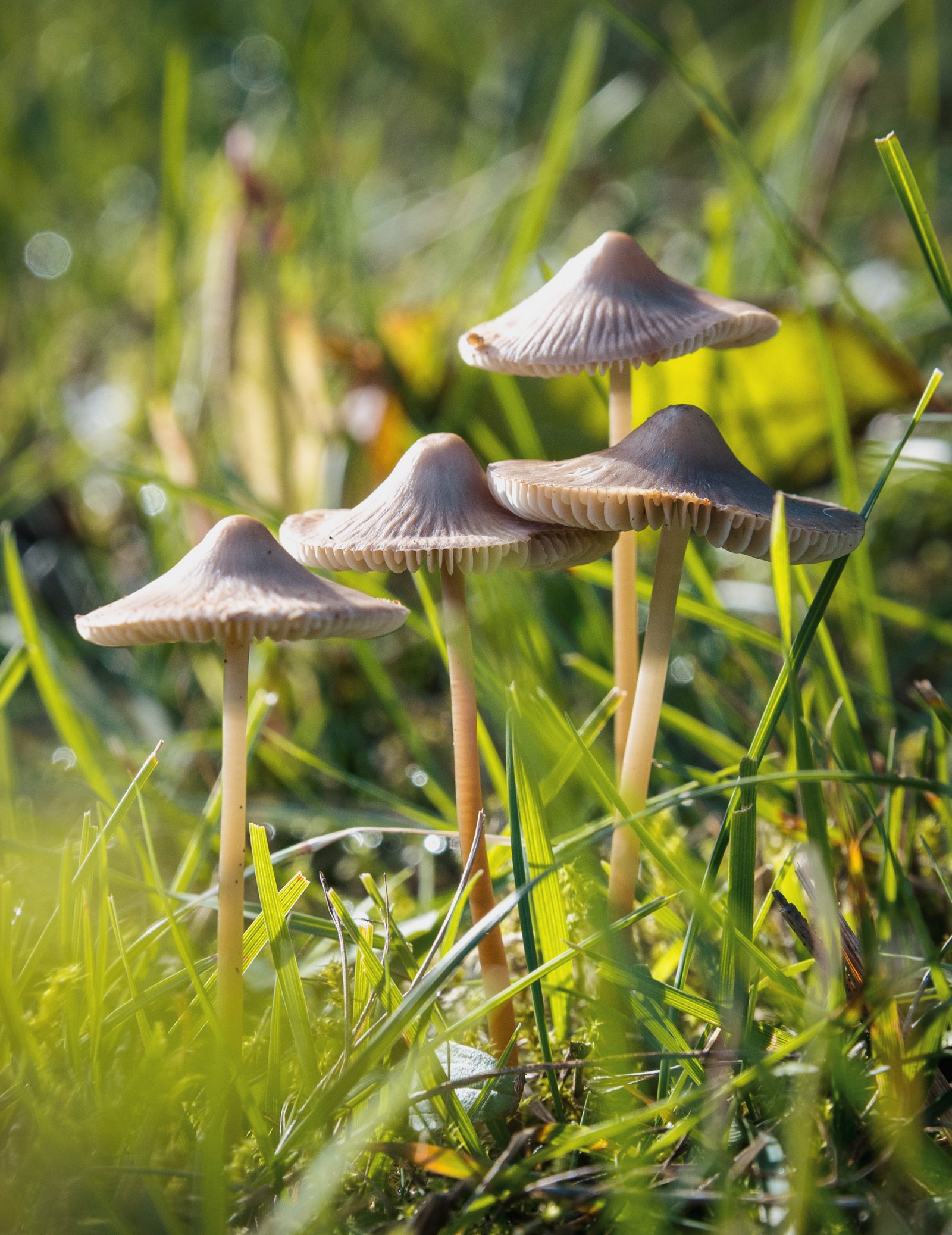 Mycena aetites