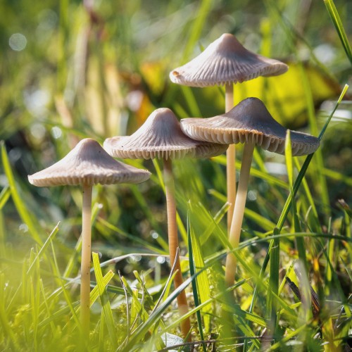 Mycena aetites