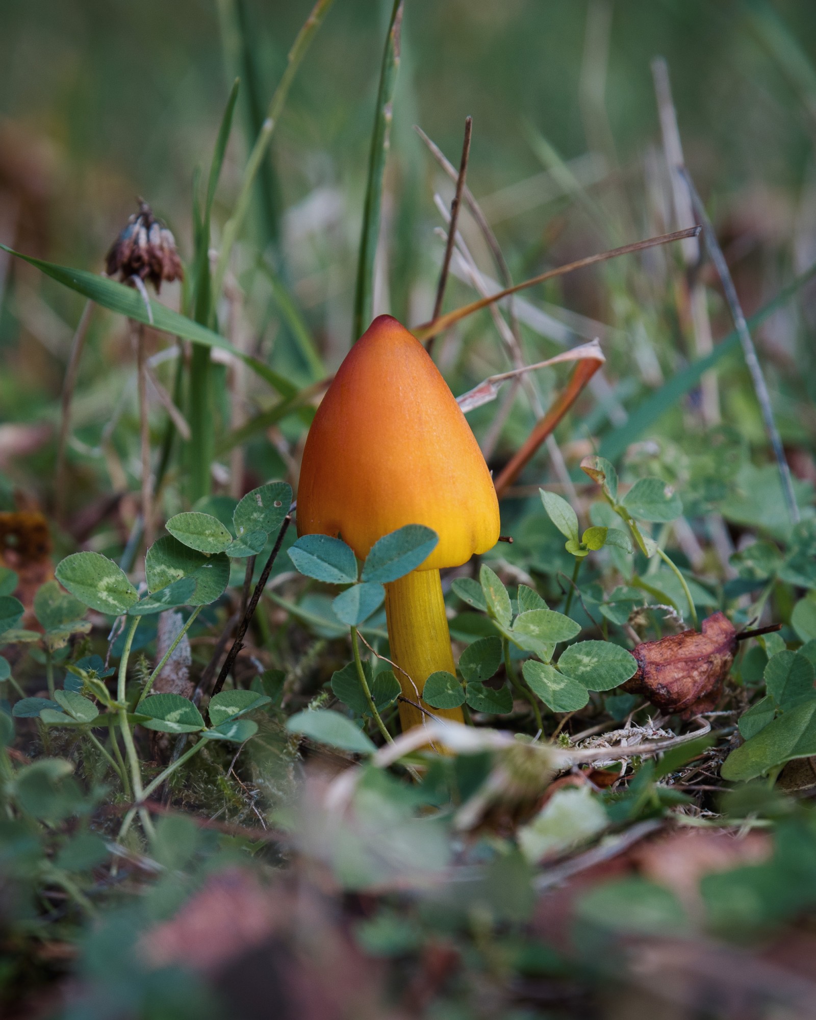 Hygrocybe conica