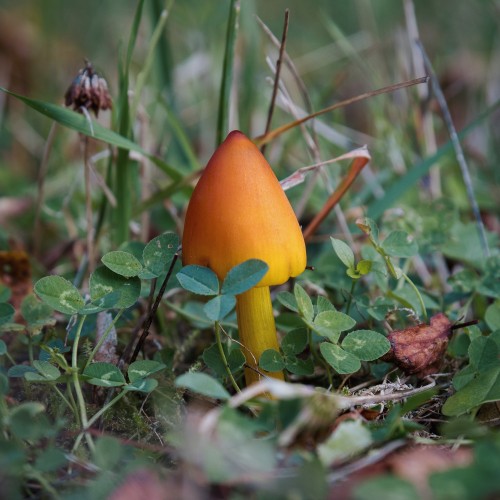 Hygrocybe conica