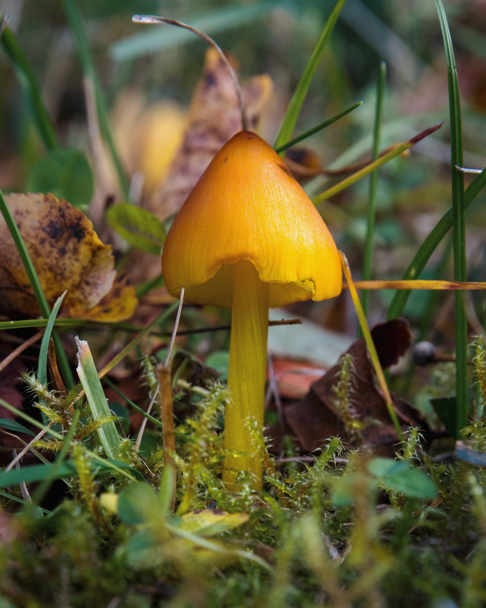 Hygrocybe conica