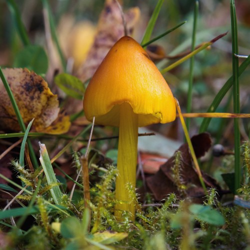 Hygrocybe conica