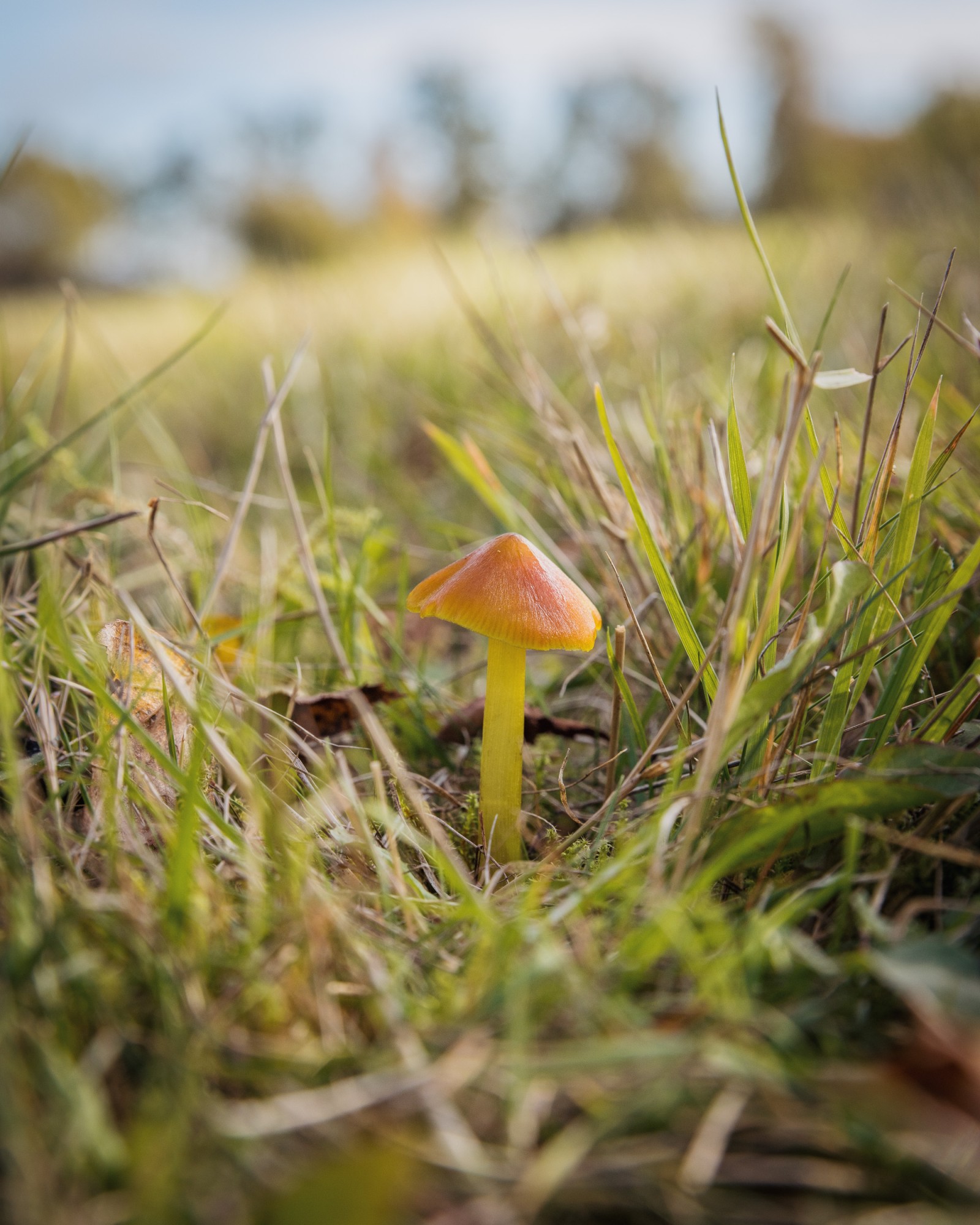Hygrocybe conica
