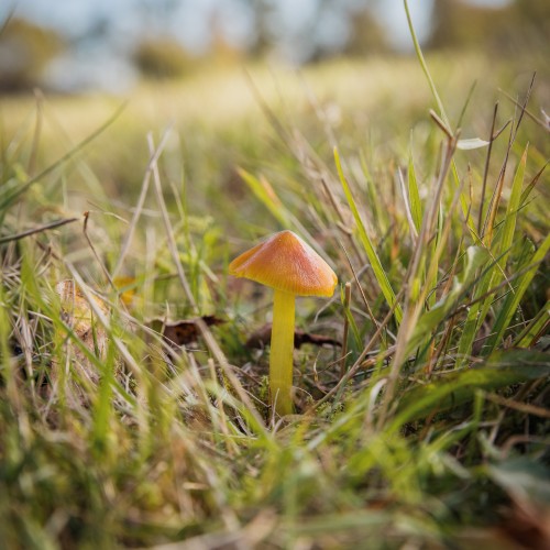 Hygrocybe conica