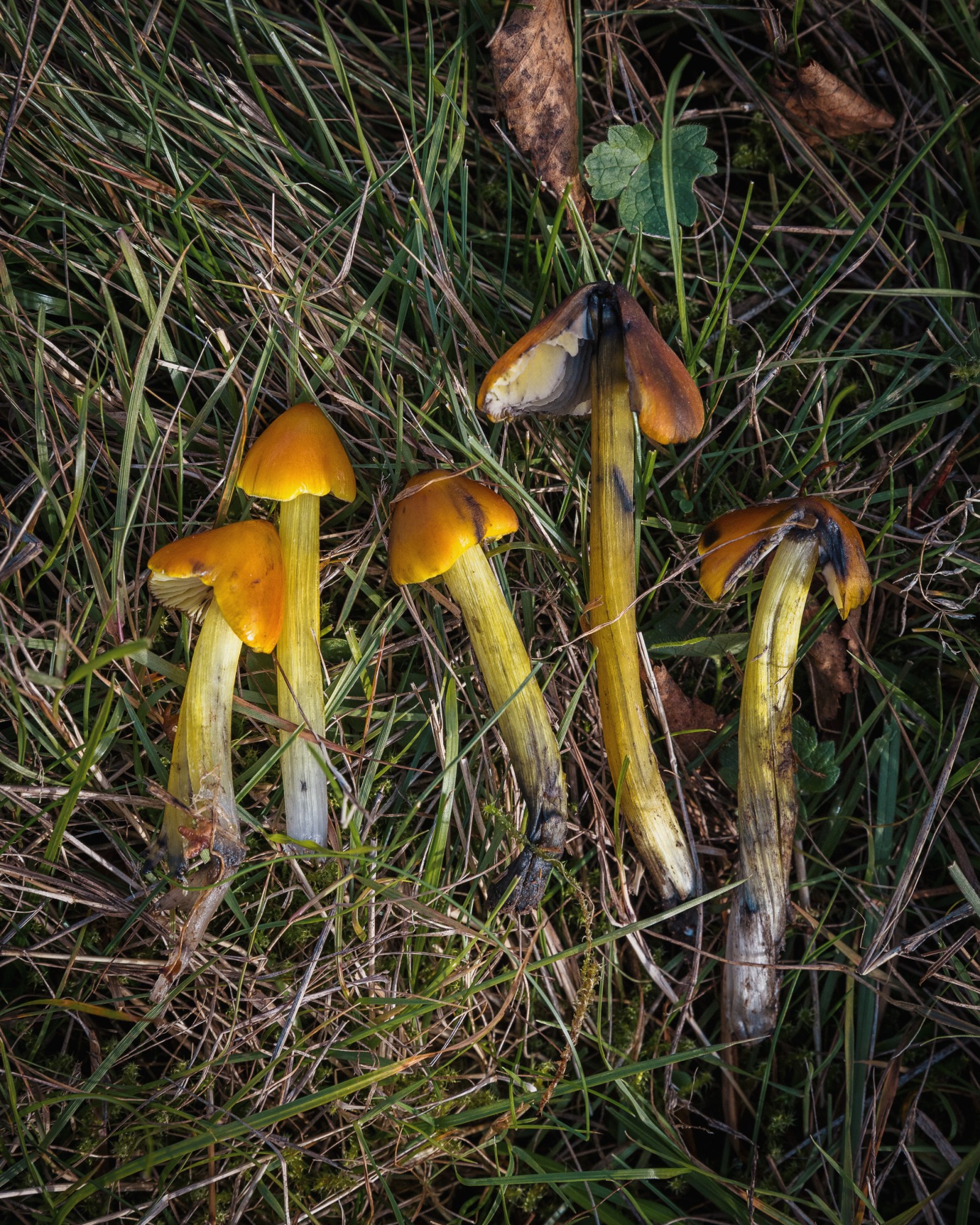 Hygrocybe conica