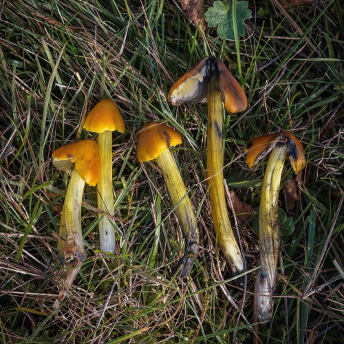 Hygrocybe conica