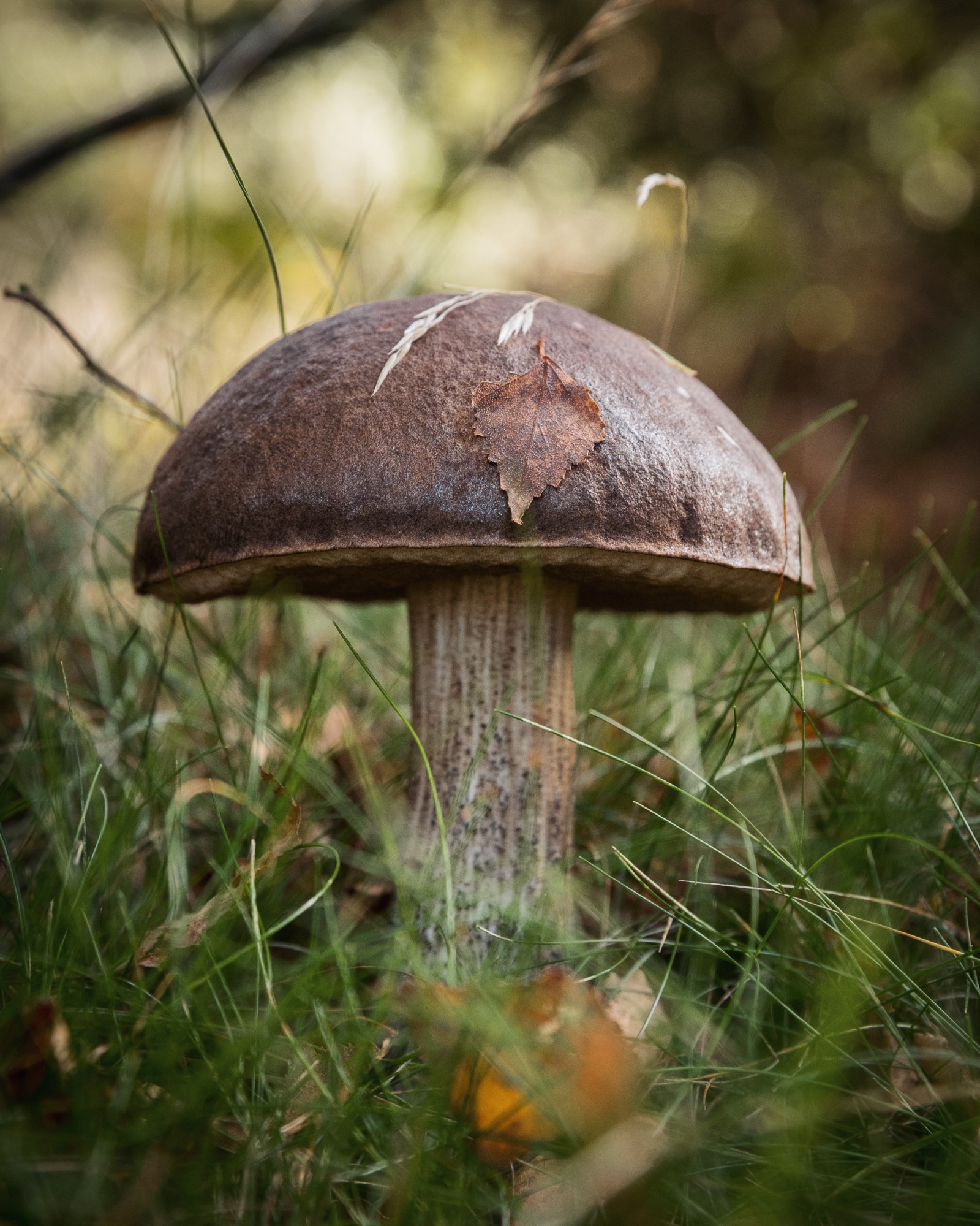 Leccinum scabrum