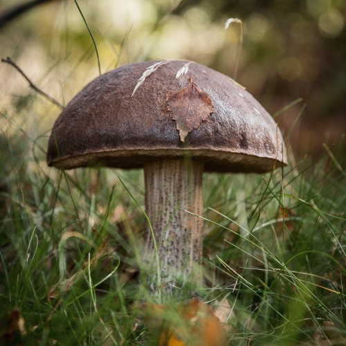Leccinum scabrum