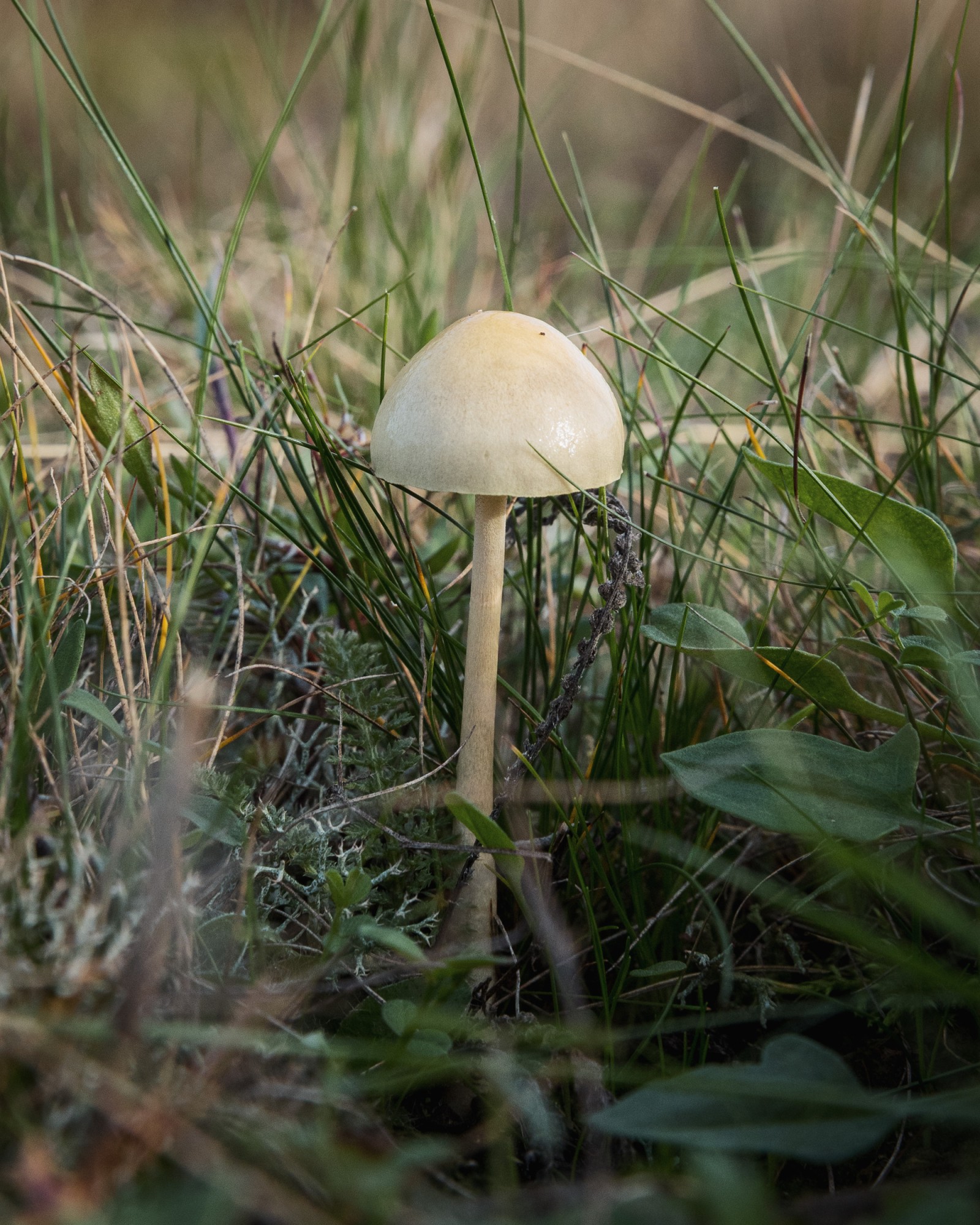 Stropharia semiglobata