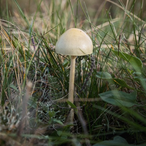 Stropharia semiglobata