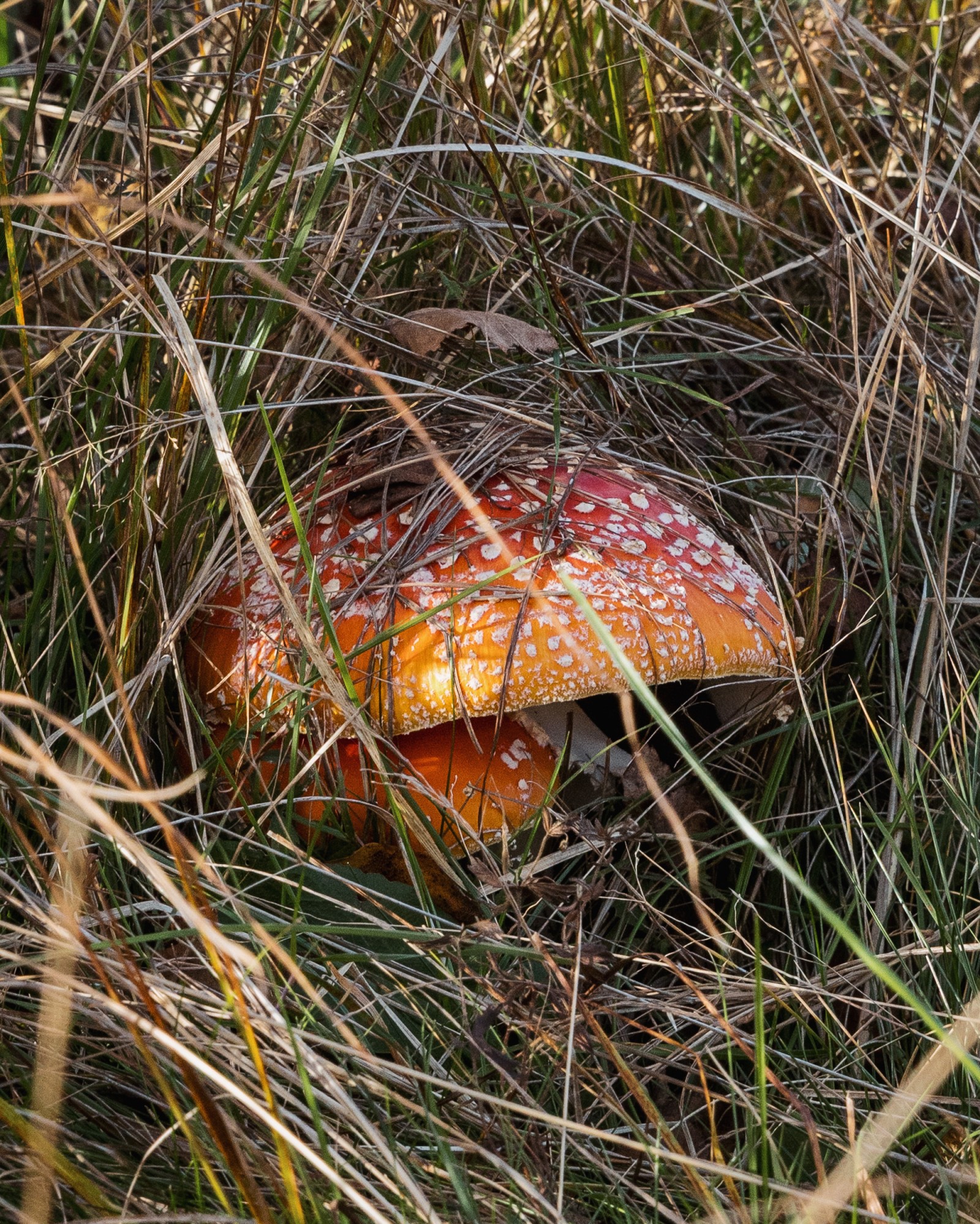 Amanita muscaria