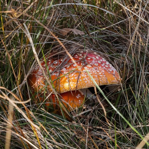 Amanita muscaria