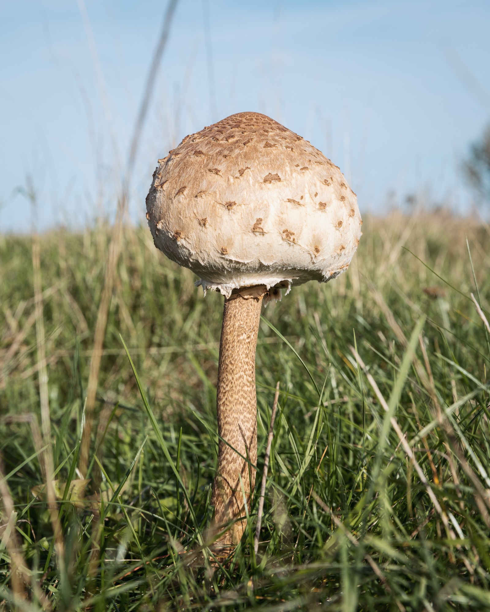 Macrolepiota procera