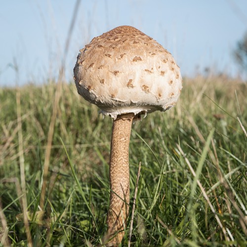 Macrolepiota procera