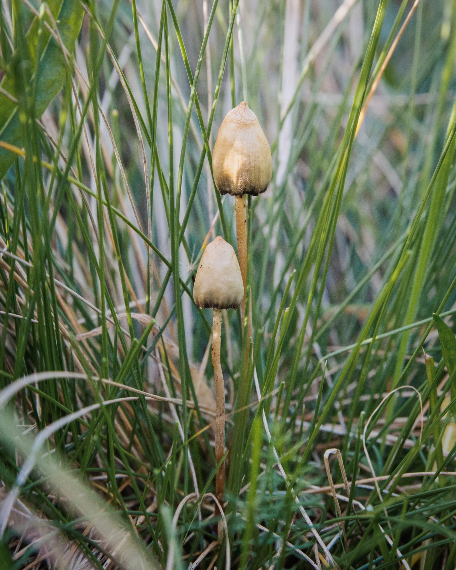 Psilocybe semilanceata