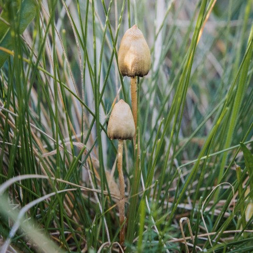 Psilocybe semilanceata