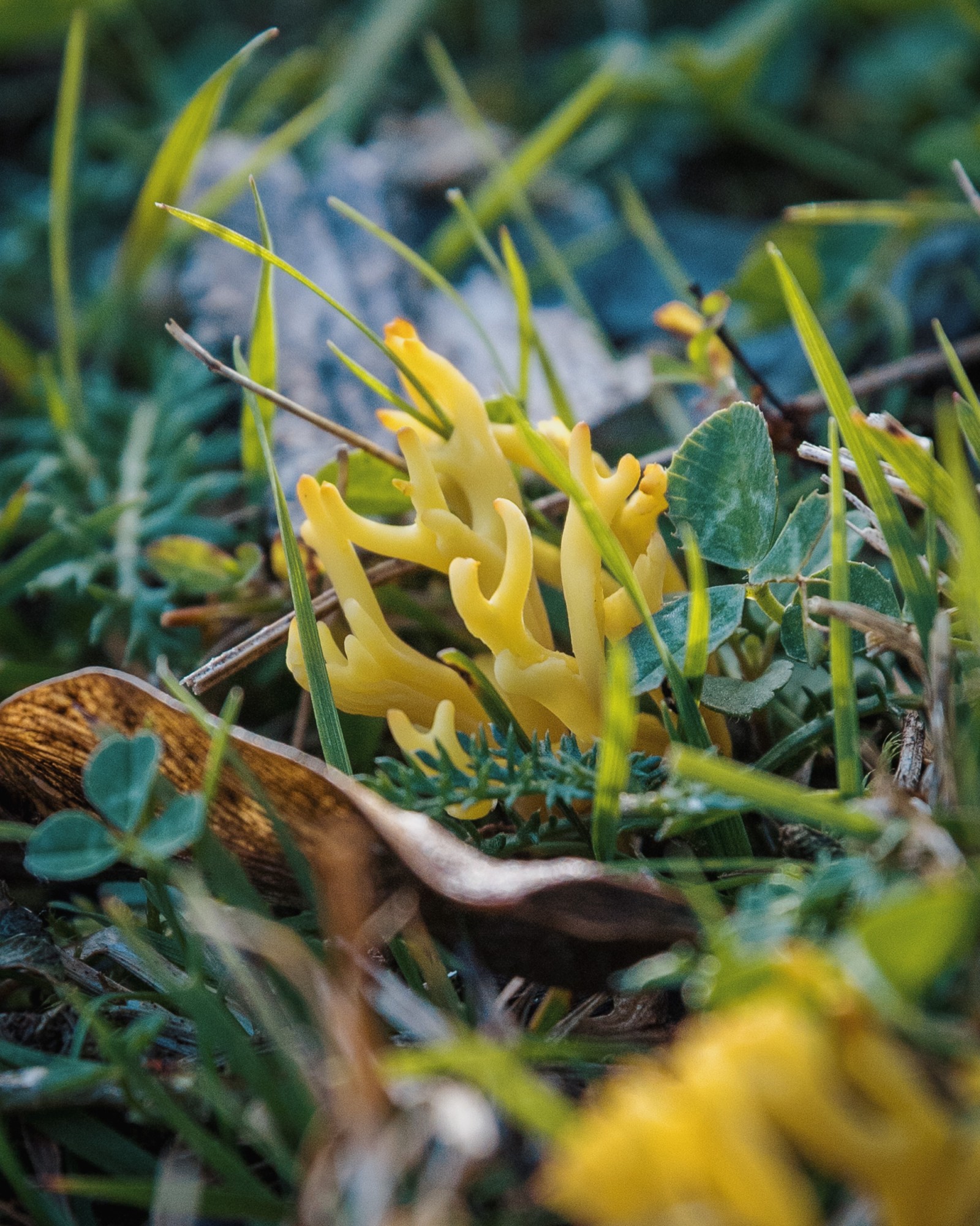 Clavulinopsis corniculata