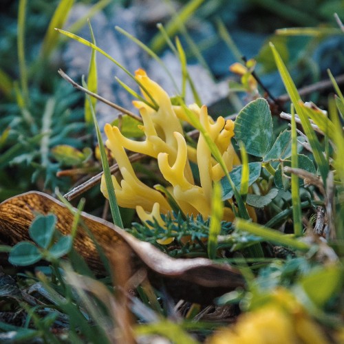 Clavulinopsis corniculata