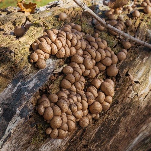 Apioperdon pyriforme
