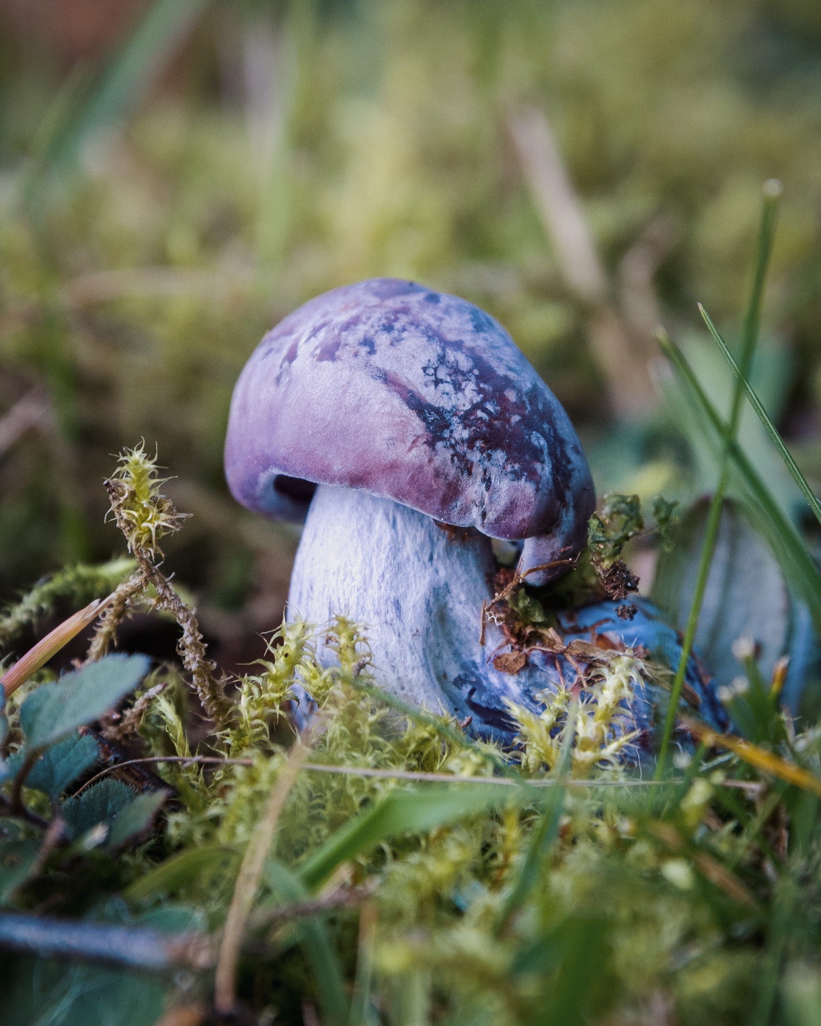 Cortinarius violaceus