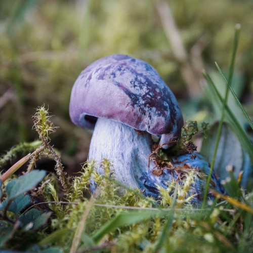 Cortinarius violaceus