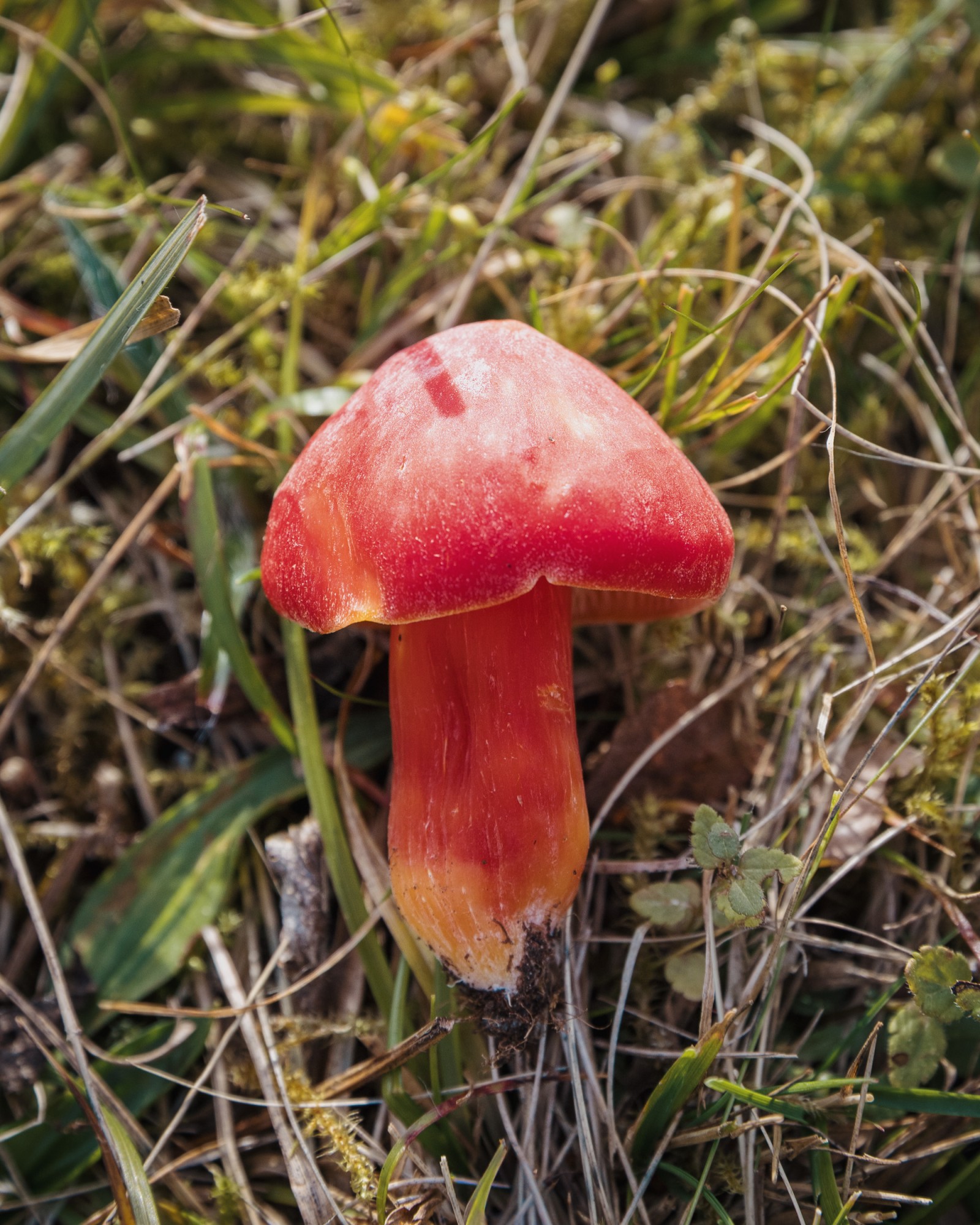 Hygrocybe splendidissima