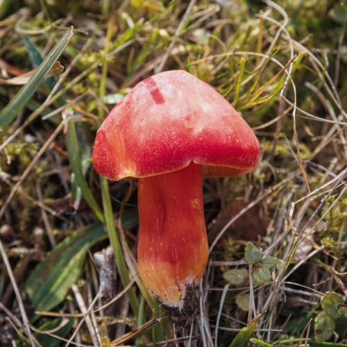 Hygrocybe splendidissima