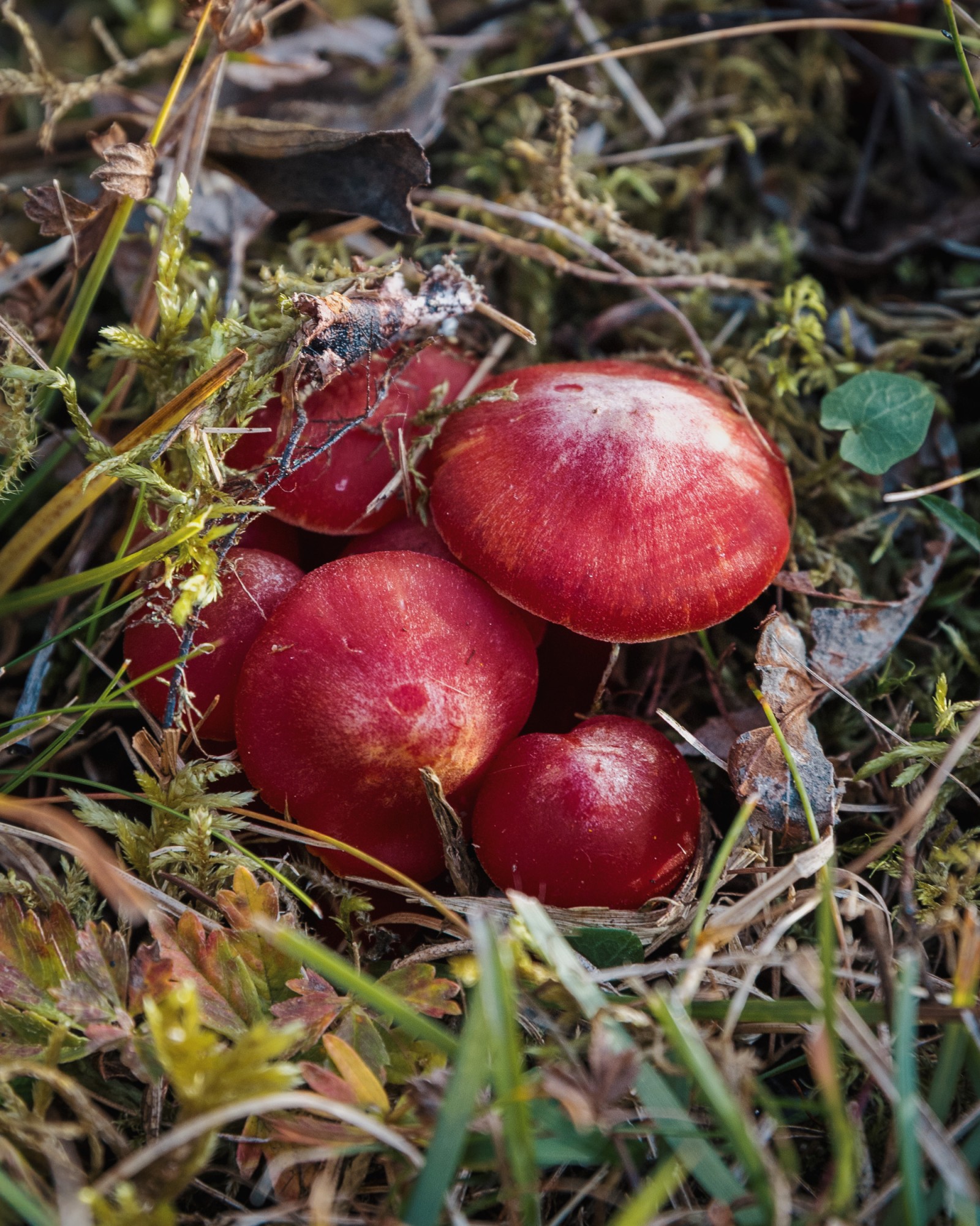 Hygrocybe splendidissima