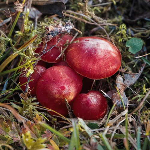Hygrocybe splendidissima