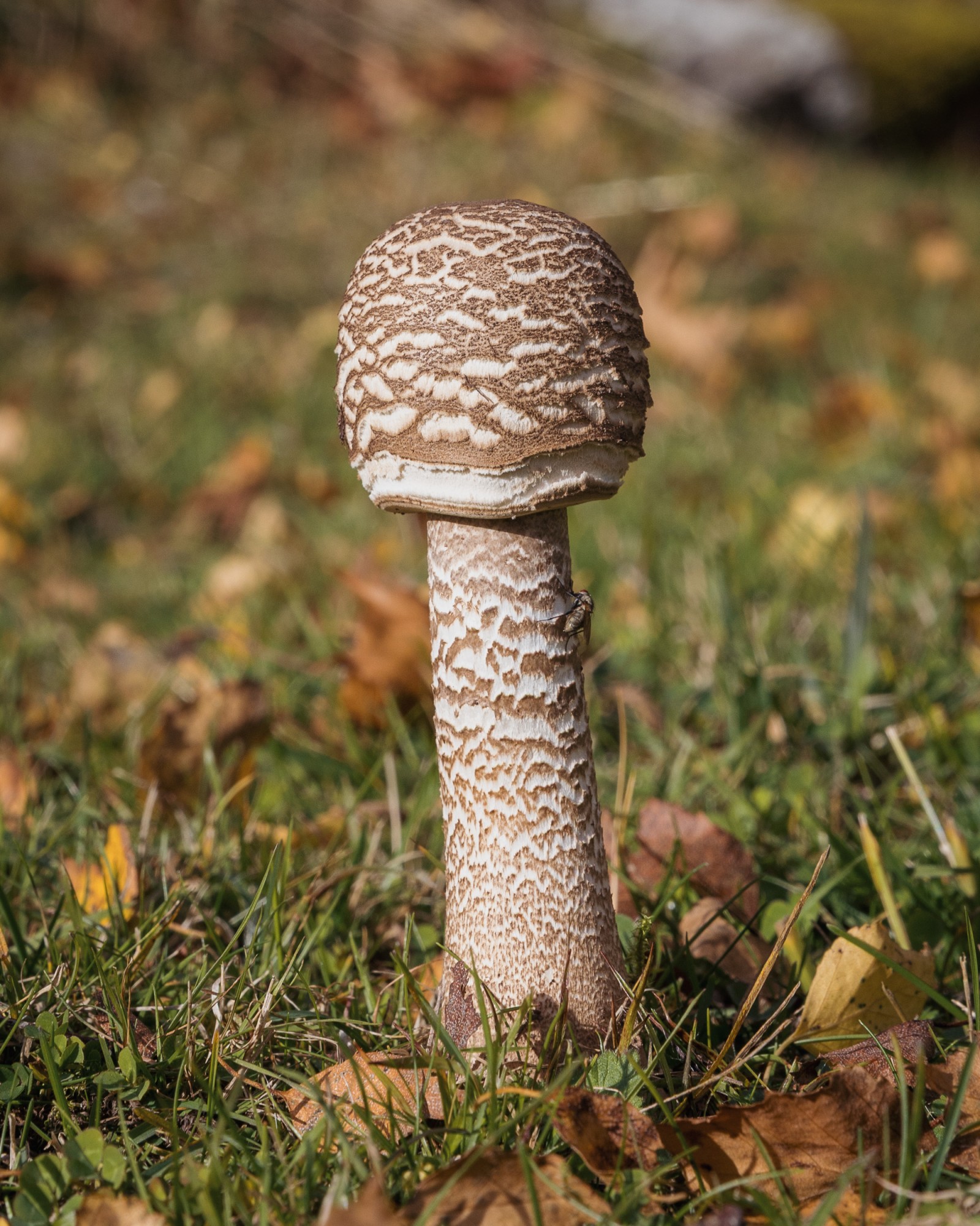 Macrolepiota procera
