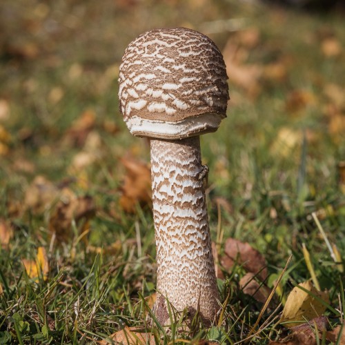 Macrolepiota procera