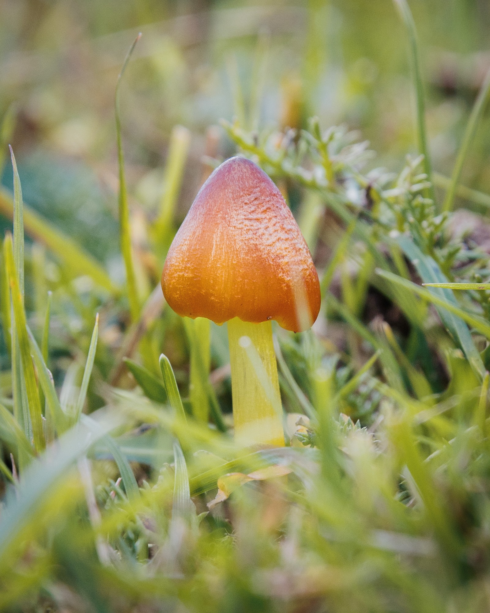 Hygrocybe conica