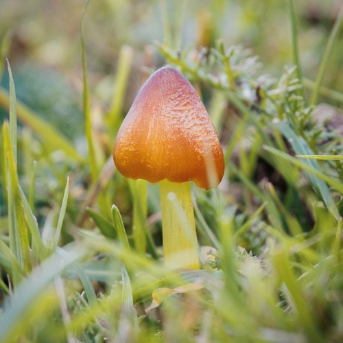 Hygrocybe conica