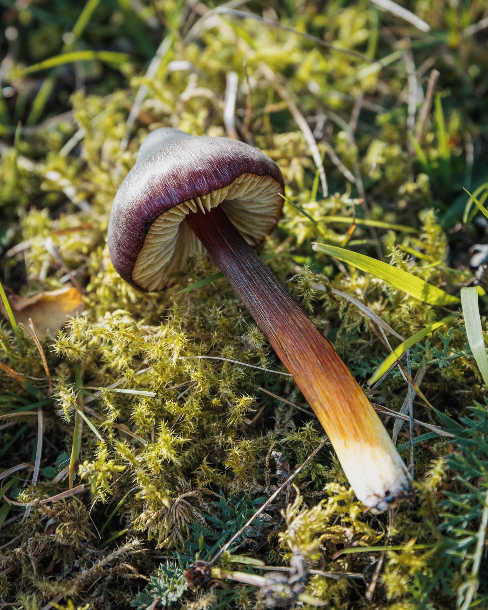 Hygrocybe conica