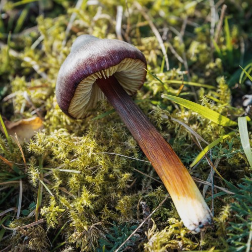 Hygrocybe conica