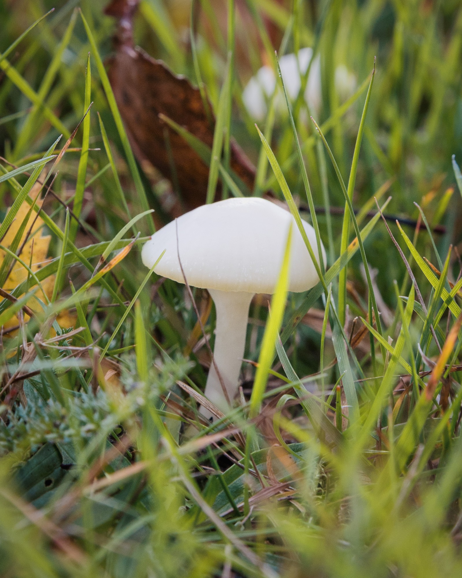 Cuphophyllus virgineus