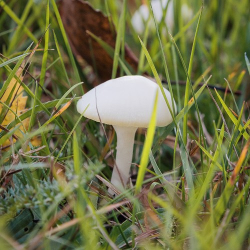 Cuphophyllus virgineus
