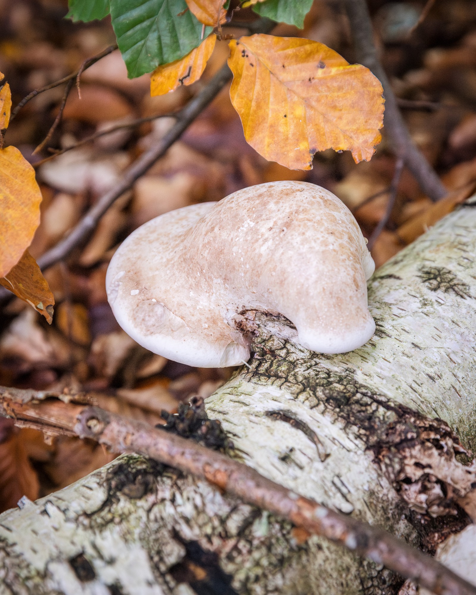 Piptoporus betulinus