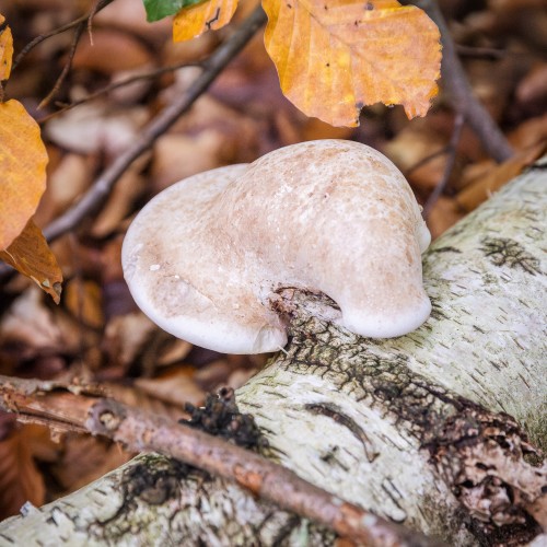 Piptoporus betulinus
