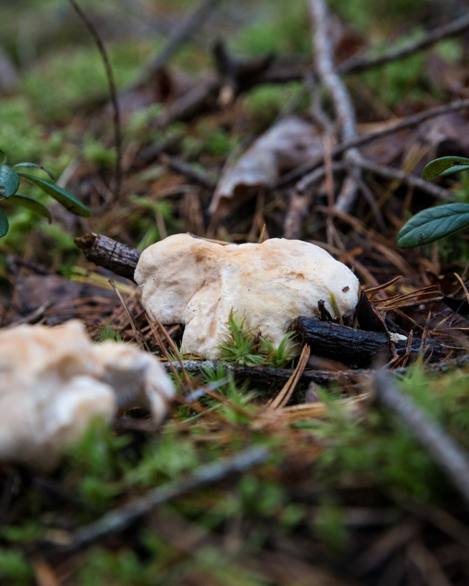 Hydnum repandum